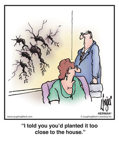 I told you you’d planted it too close to the house.