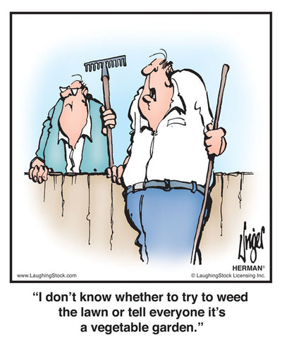 I don’t know whether to try to weed the lawn or tell everyone it’s a vegetable garden.