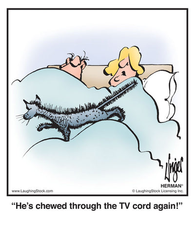 He’s chewed through the TV cord again!
