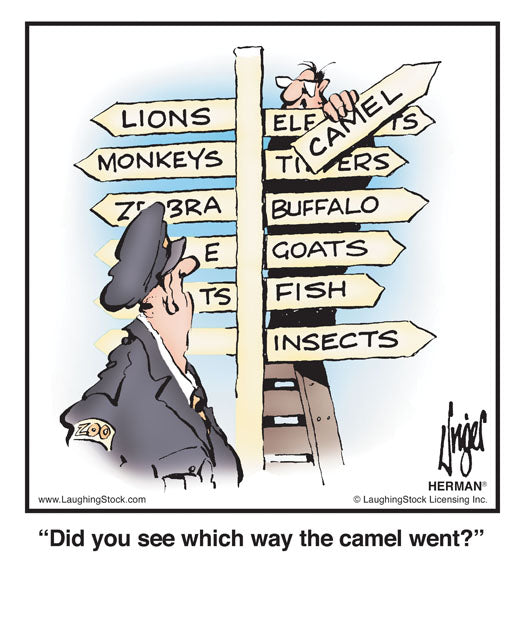 Did you see which way the camel went?