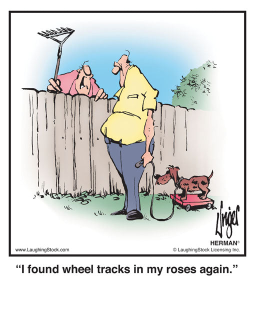 I found wheel tracks in my roses again.