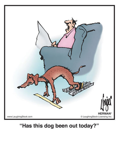 Has this dog been out today?