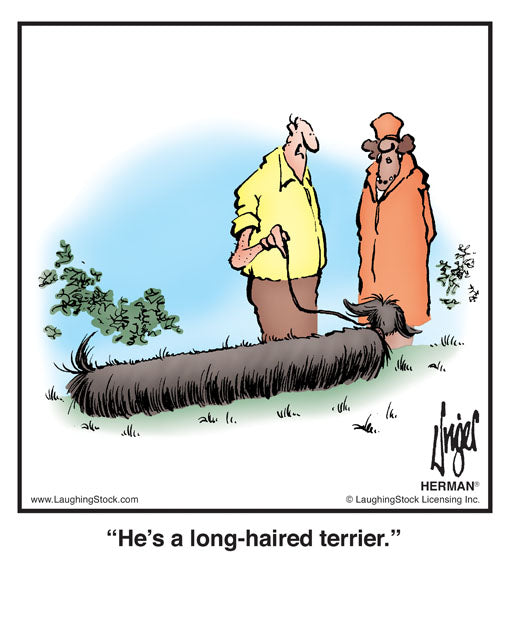 He’s a long-haired terrier.