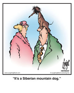 It’s a Siberian mountain dog.