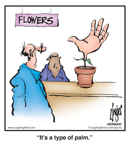 It’s a type of palm.