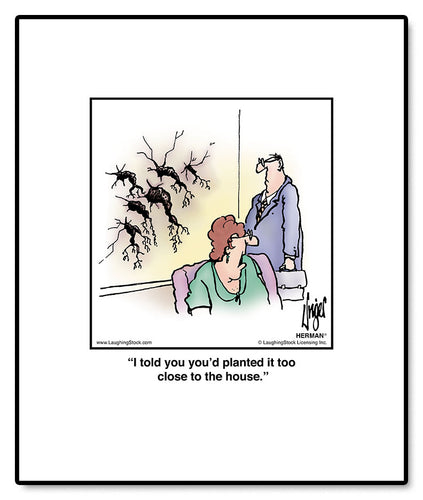 I told you you’d planted it too close to the house.