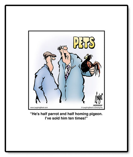 He’s half parrot and half homing pigeon. I’ve sold him ten times!