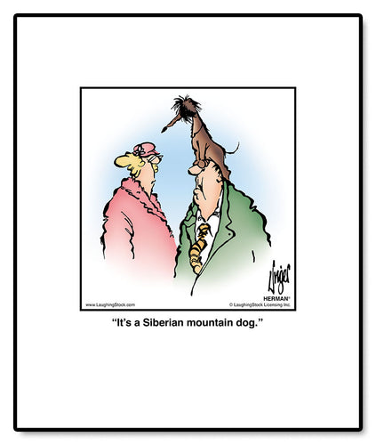 It’s a Siberian mountain dog.